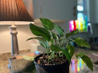 Family Holiday Retreat is Here- Yard, Fire Pit, Cloudy Beds, SoCO Eats and Shop - 7