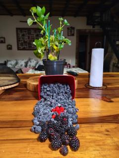 Chácara Engenho - 8