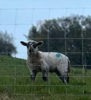 The Cottage at Sychnant Farm - 2