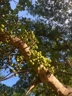 Kijijishamba - Mto wa Mbu - 1