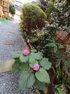 菊の宿 民泊 - 7