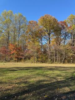 Fireflies and night skies! - 1