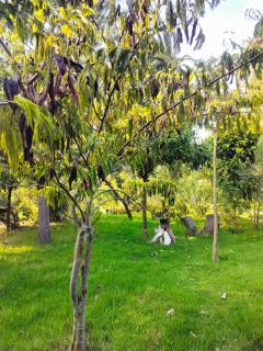 Podocarpus cottages - 9