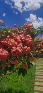 Canto da Árvore - 4