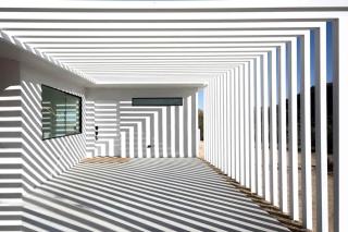 Zebra Shadow By The Cohost Company - 1