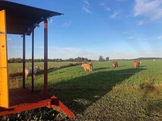 Gula Vagnen på en äng i lantlig miljö - 1