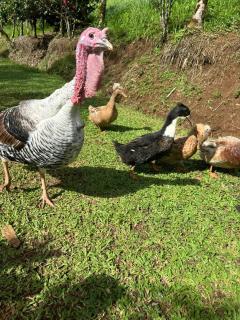 El Spot Orgánico - 1