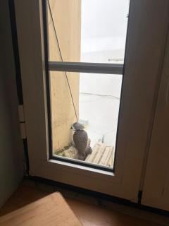 Alfama Downtown Corner - 3