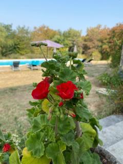 Gîte la Tanière classé 3 étoiles avec terrasse et piscine - 5