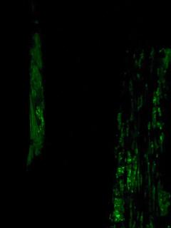 Posada Nativa sol y mar - 8