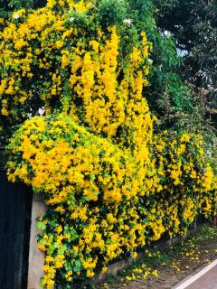 Garden View Mirissa - Mirissa - 4