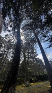 El Susurro del Bosque - 8