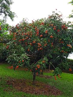 Cabaña El Rambutan - 1