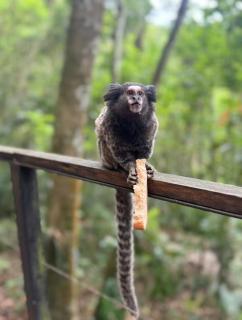 Cabana Americana - 4