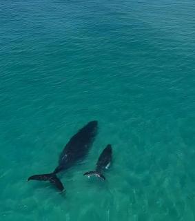 La Mer Sunshine Beachfront - 7