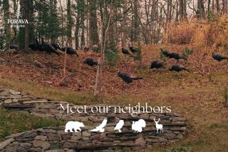 Forava Cabin 2 - Cozy Forest Stay and Sauna - 3