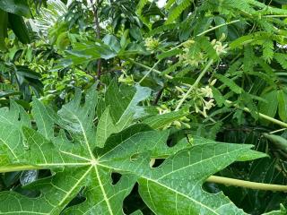 Villa F3, Eden Krys, a cocoon of tranquility - 5