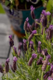 Sun-Filled 2BR Home In The Heart Of Arrowtown - 1