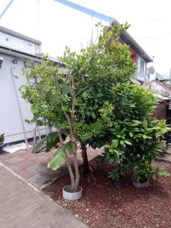 Ti case Les Girofles - 7