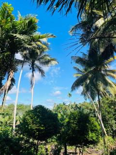 Paddy Greens Villa Unawatuna - 7