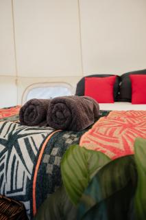 Ventricosa Jervis Bay - 3