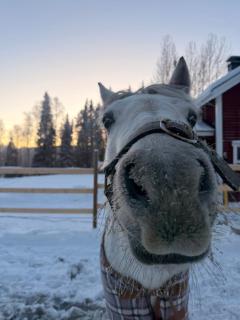 Perinteinen mökki, walking distance from centre - 7