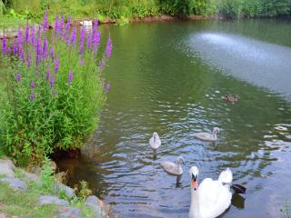 Holiday farm situated next to the Kellerwald-Edersee national park with a sunbathing lawn - 7
