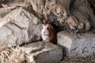 Rossweid Appartement - 2