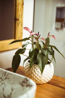 DucknChill-Agonda - 2