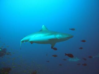 Ocean Sunset - Dhangethi - 6