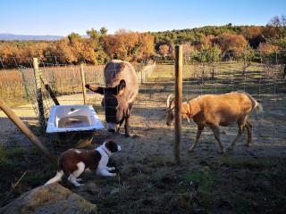 La Carriole dans le jardin - 4