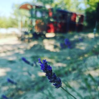 La Carriole dans le jardin - 6