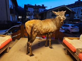 Hotel Bellaria - Cortina d'Ampezzo - 4