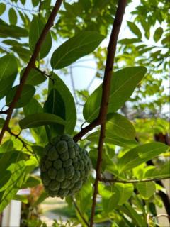 Sasagara Beach Villa - 1