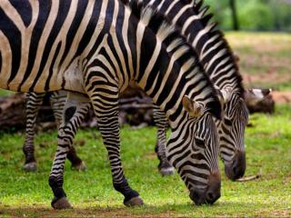 Carousel Eco Estate - 4