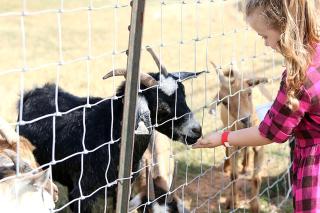 Authentic Wagon Rentals for a Family Getaway near Norman, Oklahoma - 4