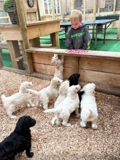 Sheepy Lodge by SkyBears Holidays - Puppy Lounge, Arcades, Games room - 0