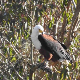 Rustic Farm Cottage Outside Plett - 9
