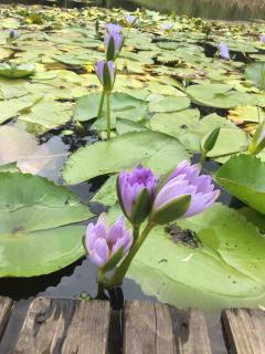 Rustic Farm Cottage Outside Plett - 2