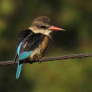 Rustic Farm Cottage Outside Plett - 1