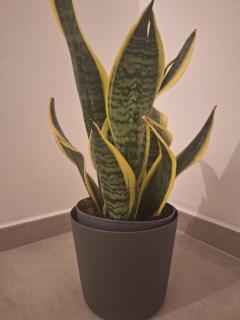 Maistu Pilia climber's rooms Ulassai - 8