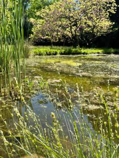 The Green - 7