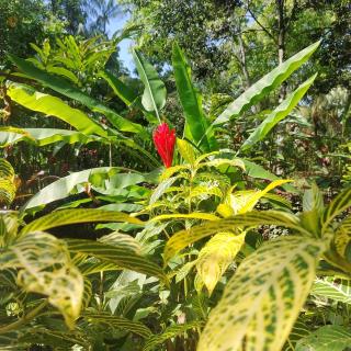 Musas Garden Lodge Tambopata - 9