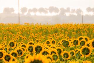 La Maison du Vignoble - piscine, tennis, Wallbox - - 2