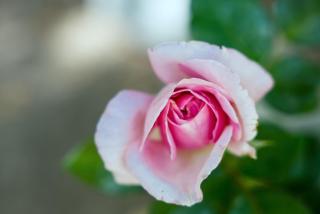 Andesenios Los Esenios de los Andes - 7