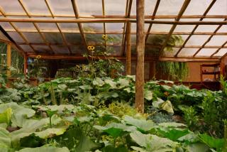 Andesenios Los Esenios de los Andes - 3