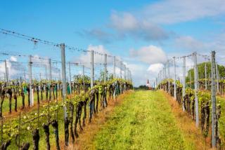 Holiday Inn Express & Suites - Dripping Springs - Austin Area by IHG - 6