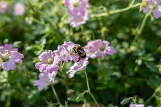 FH Tannenwieck - Austernfischer OG - 9