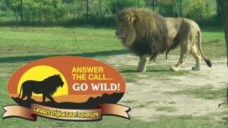 6BR Luxe Family Home,Safari Area, Entertainment - 7