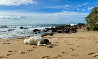 Beachfront Paradise Boutique Hotel - Breeze Room ll - 9